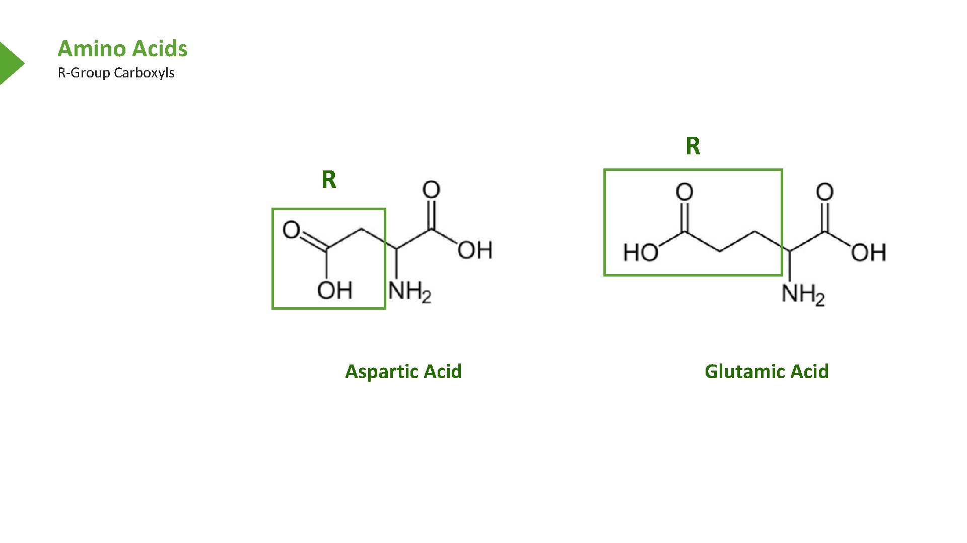 Amino Acids R-Group Carboxyls R R Aspartic Acid Glutamic Acid 