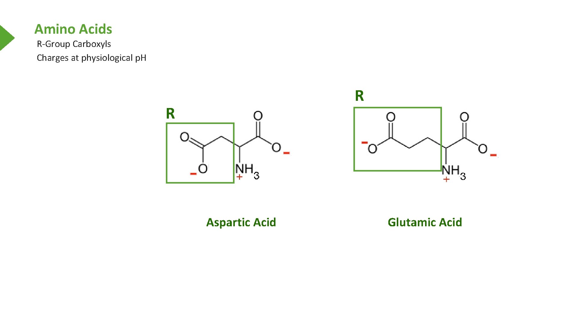 Amino Acids R-Group Carboxyls Charges at physiological p. H R R Aspartic Acid Glutamic