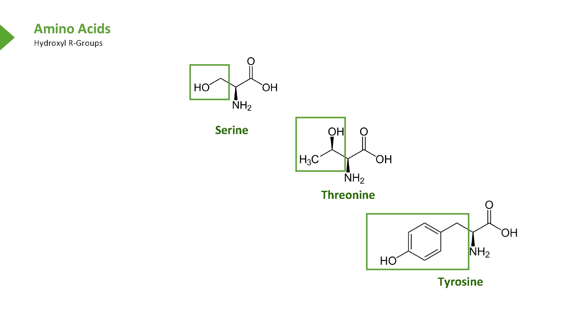 Amino Acids Hydroxyl R-Groups Serine Threonine Tyrosine 