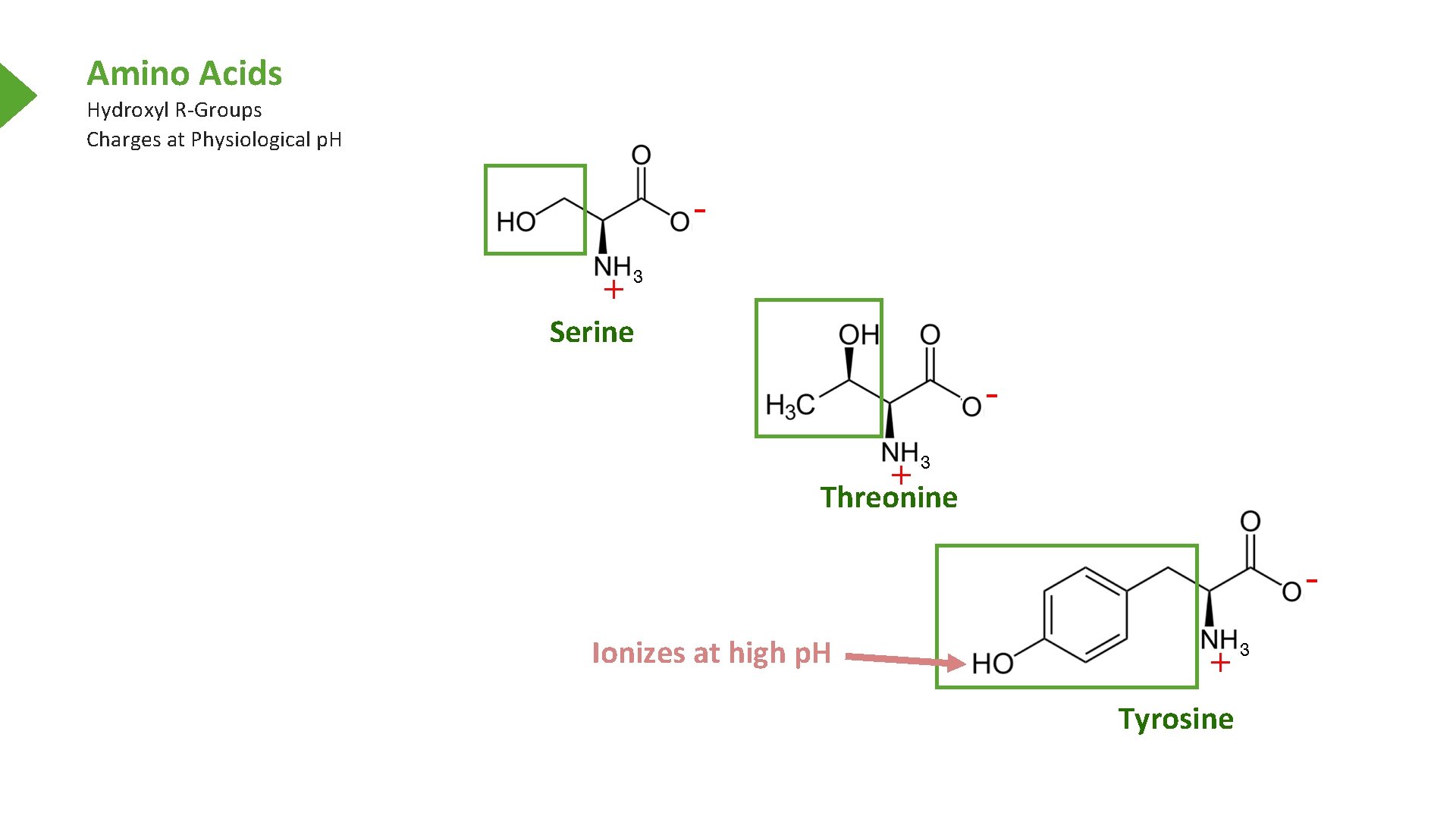 Amino Acids Hydroxyl R-Groups Charges at Physiological p. H Serine Threonine Ionizes at high