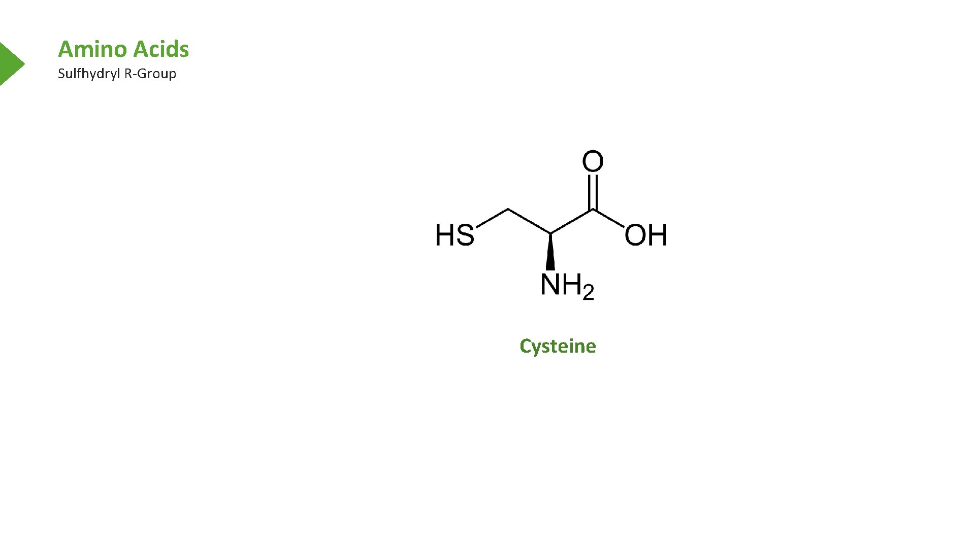 Amino Acids Sulfhydryl R-Group Cysteine 