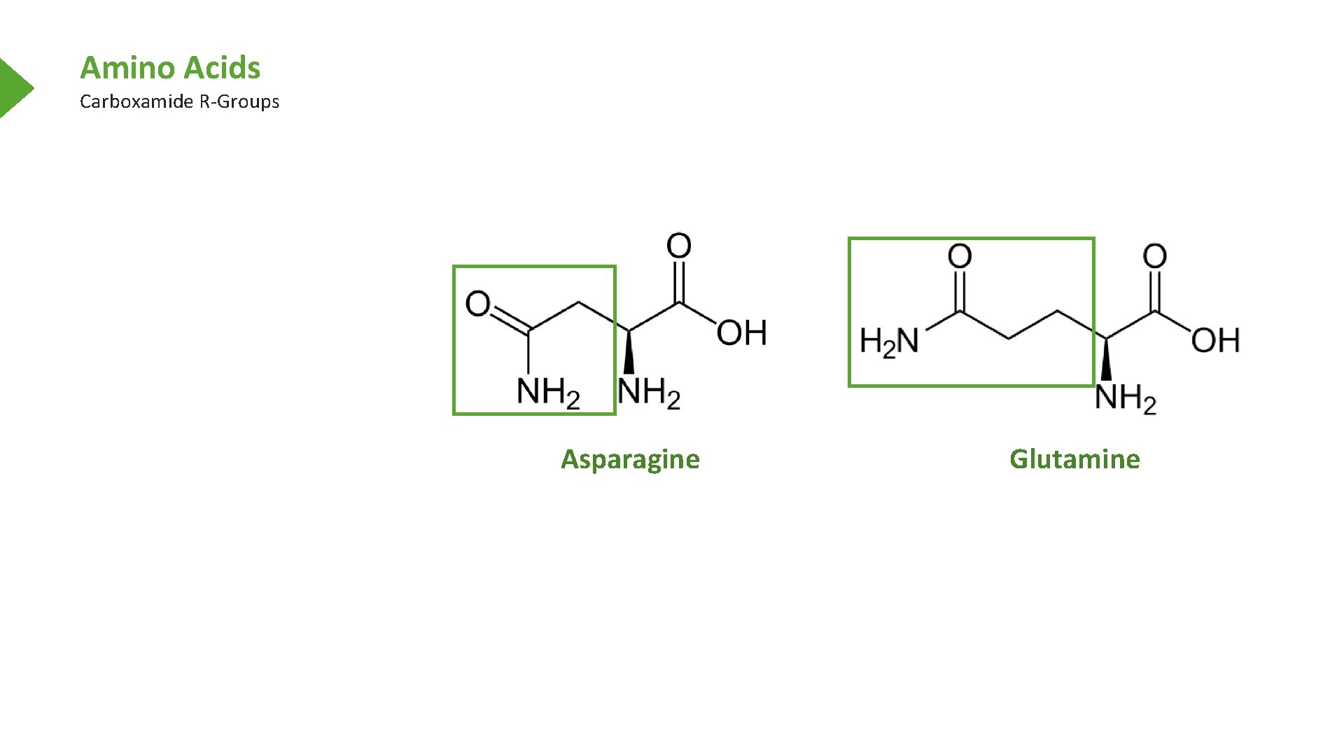 Amino Acids Carboxamide R-Groups Asparagine Glutamine 