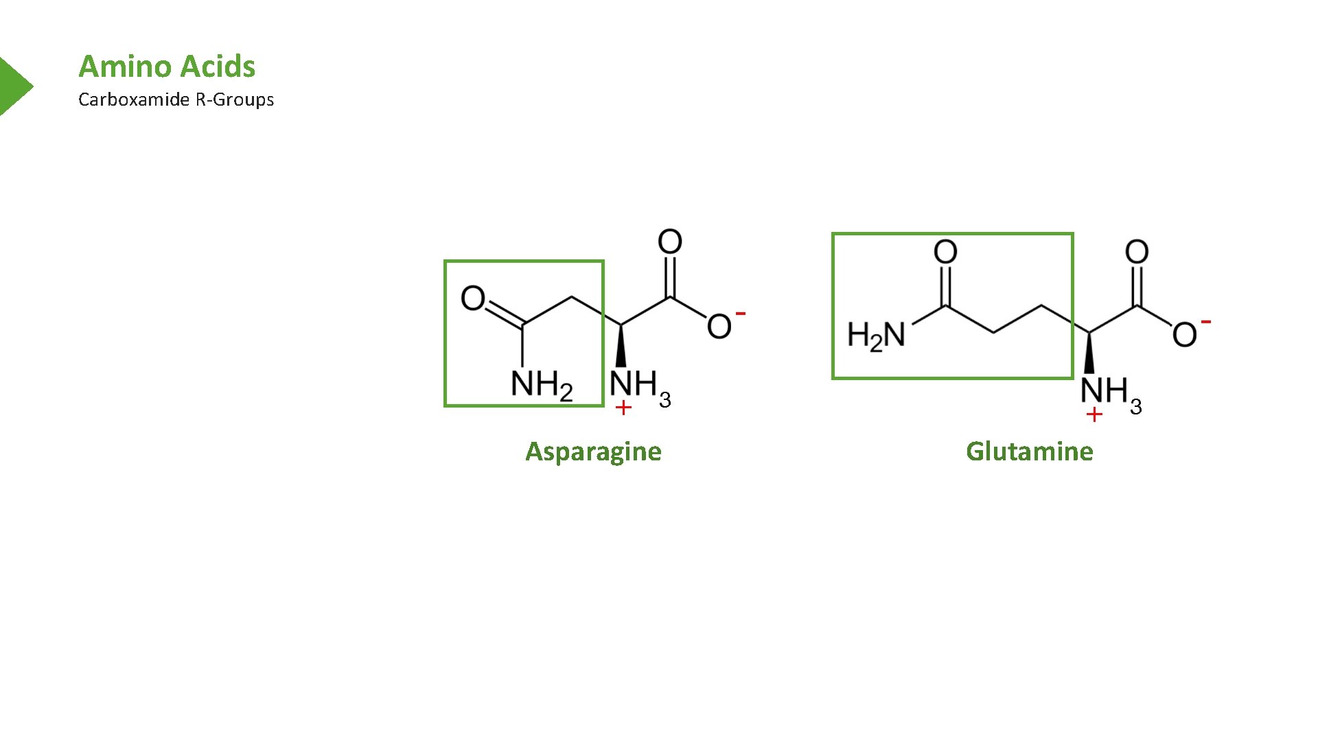 Amino Acids Carboxamide R-Groups Asparagine Glutamine 