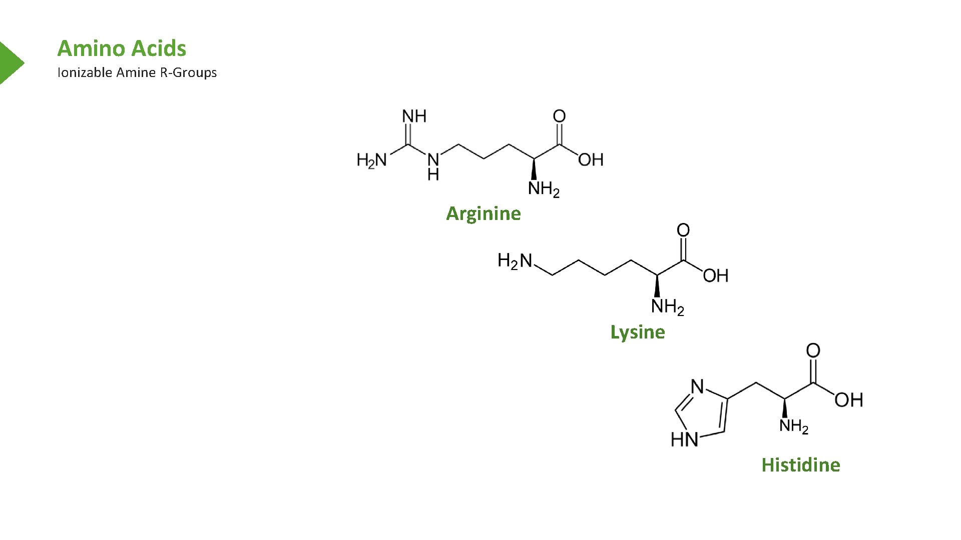 Amino Acids Ionizable Amine R-Groups Arginine Lysine Histidine 