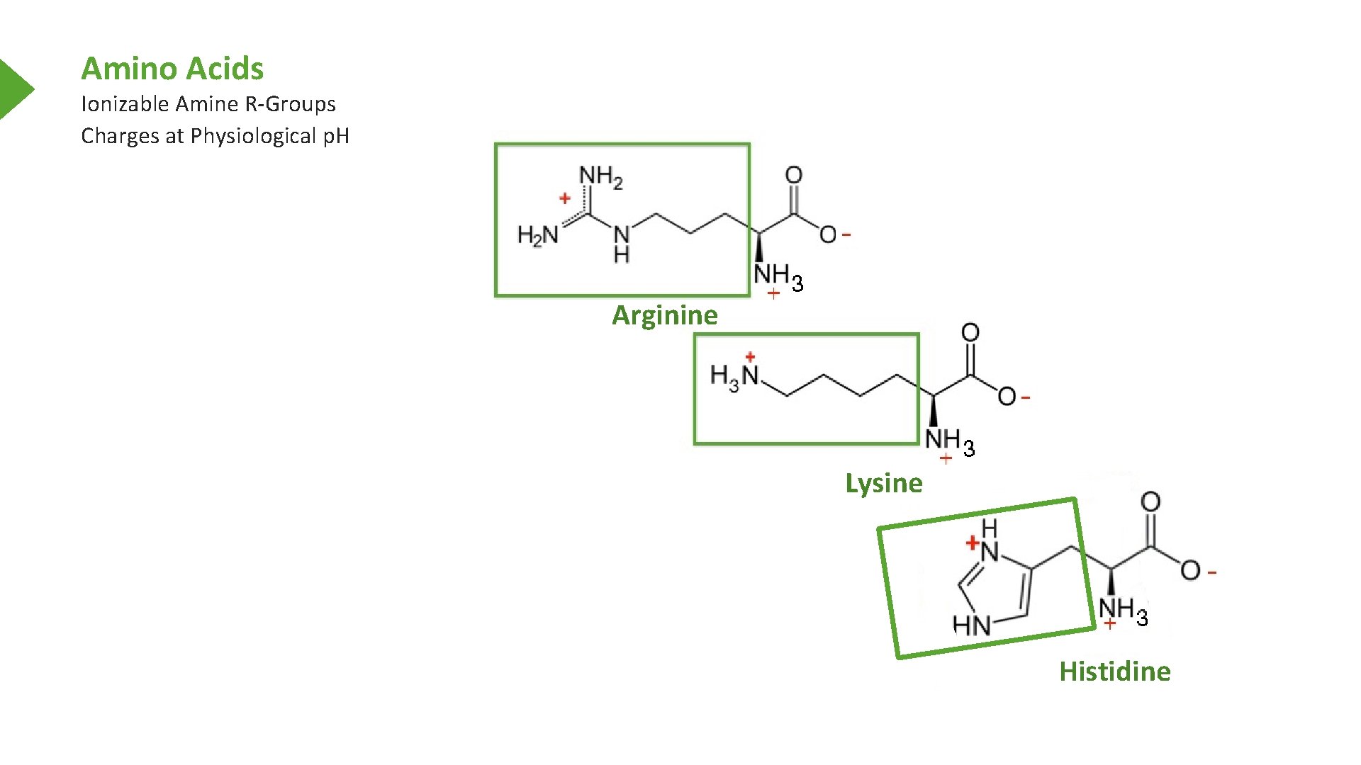 Amino Acids Ionizable Amine R-Groups Charges at Physiological p. H Arginine Lysine Histidine 