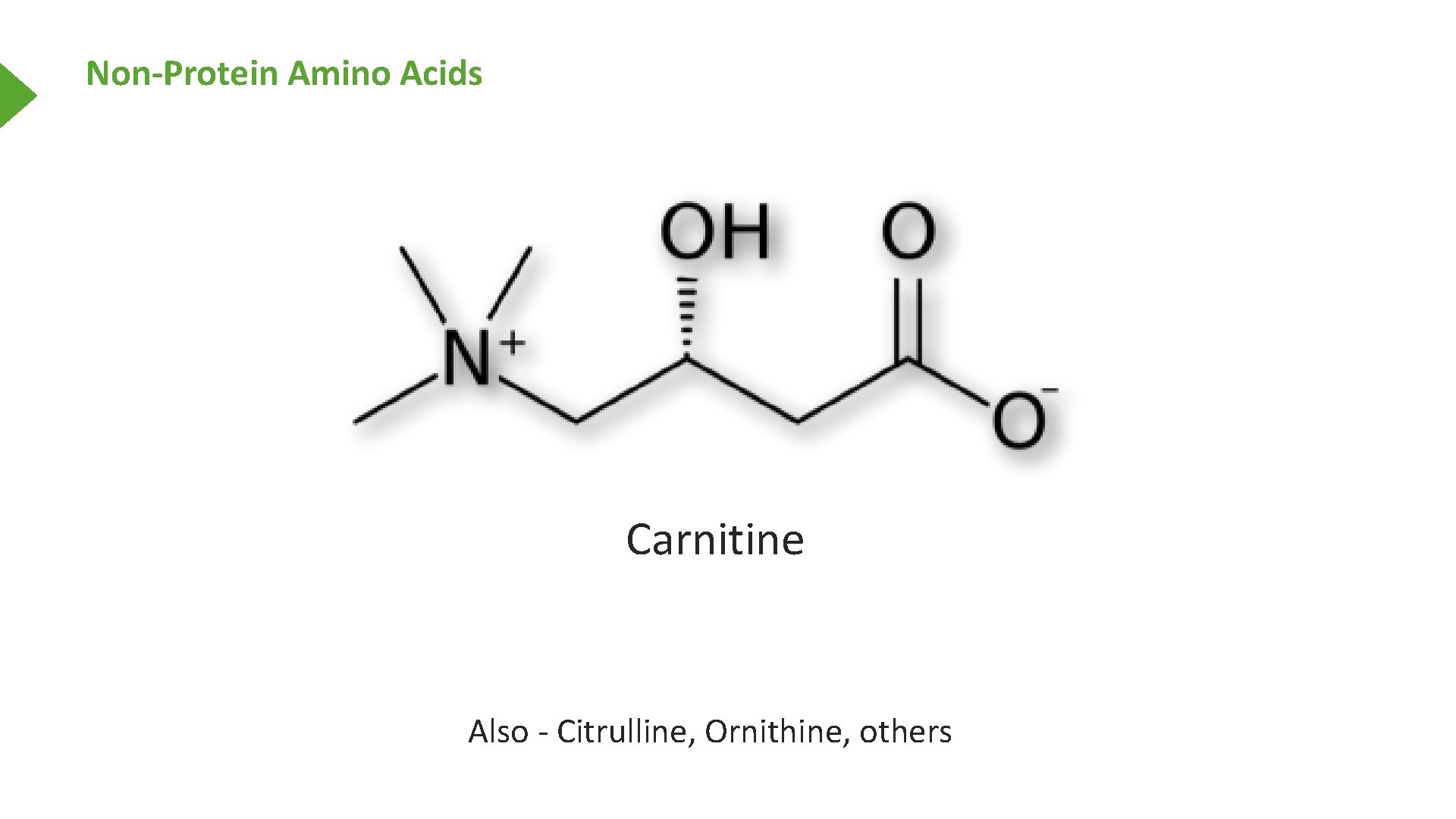 Non-Protein Amino Acids Carnitine Also - Citrulline, Ornithine, others 