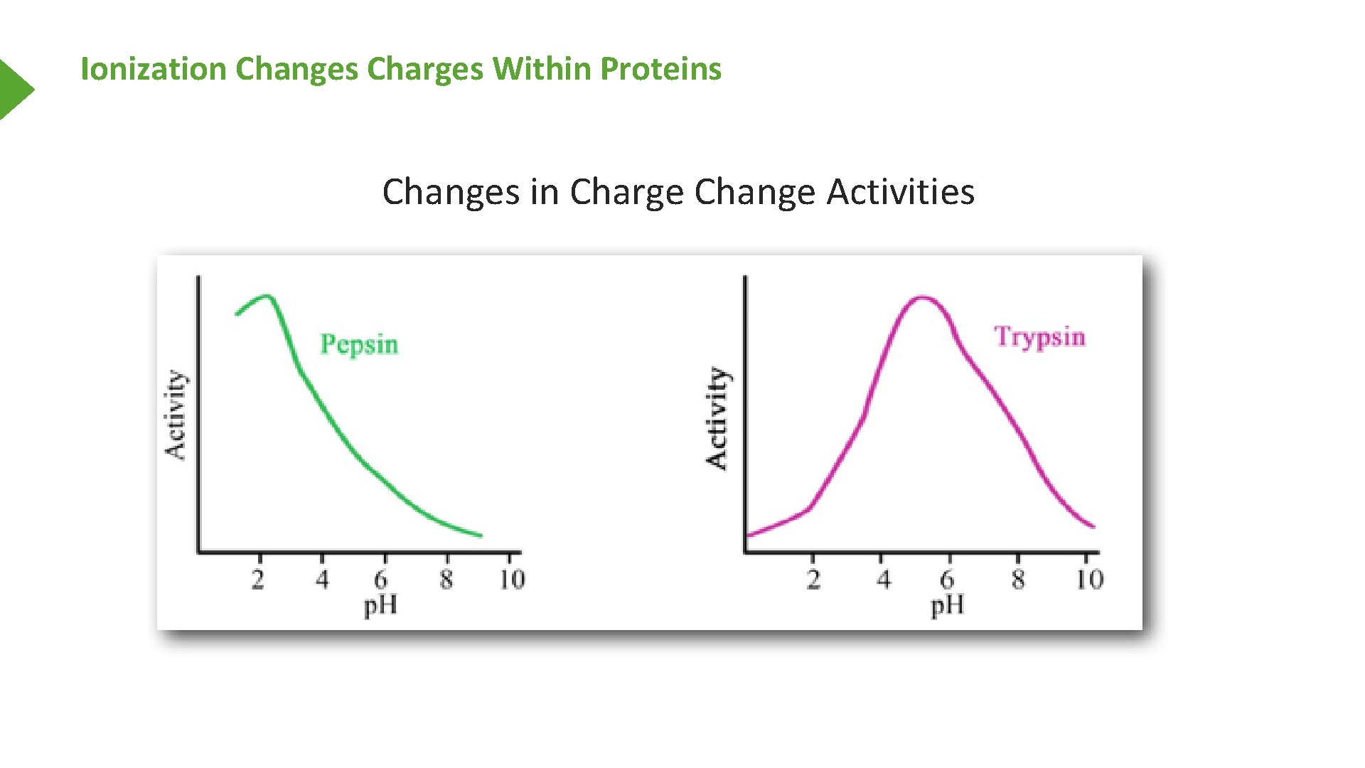 Ionization Changes Charges Within Proteins Changes in Charge Change Activities 