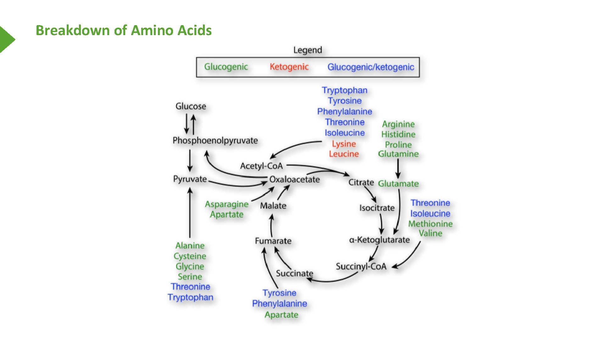 Breakdown of Amino Acids 