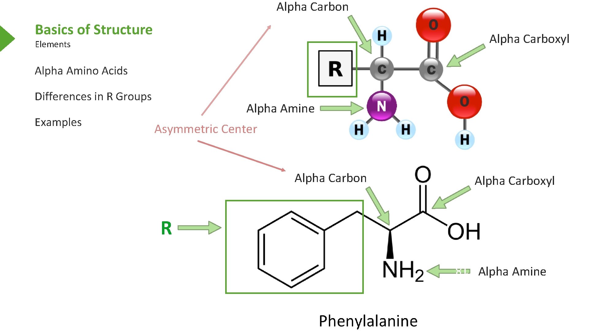 Alpha Carbon Basics of Structure Alpha Carboxyl Elements Alpha Amino Acids Differences in R