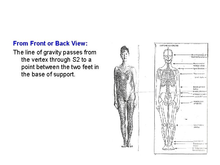 From Front or Back View: The line of gravity passes from the vertex through