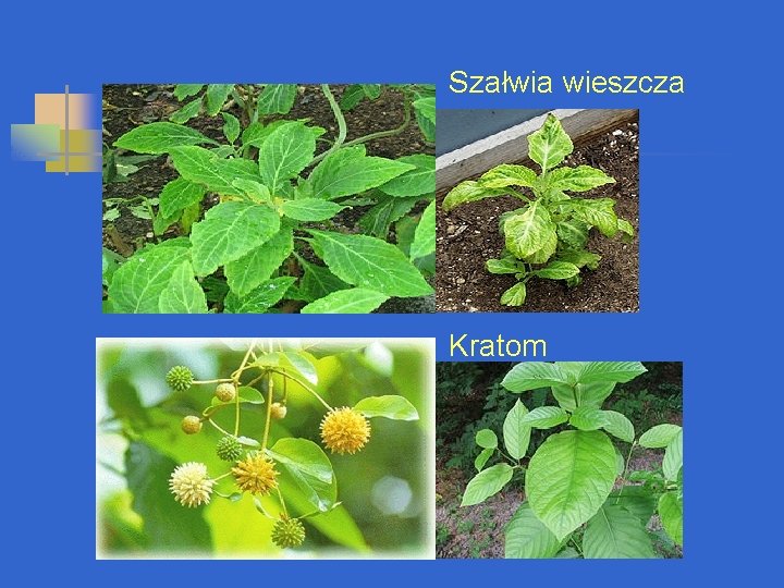 Szałwia wieszcza Kratom 