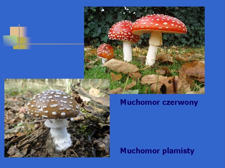 Muchomor czerwony Muchomor plamisty 