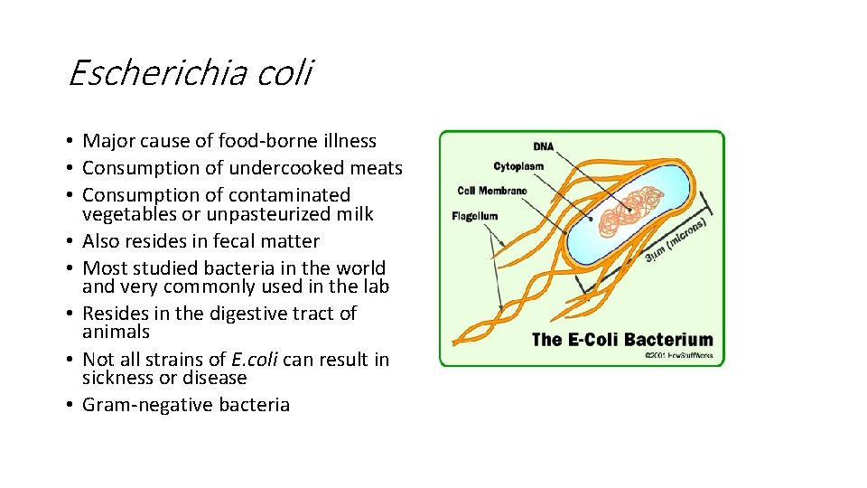 Escherichia coli • Major cause of food-borne illness • Consumption of undercooked meats •