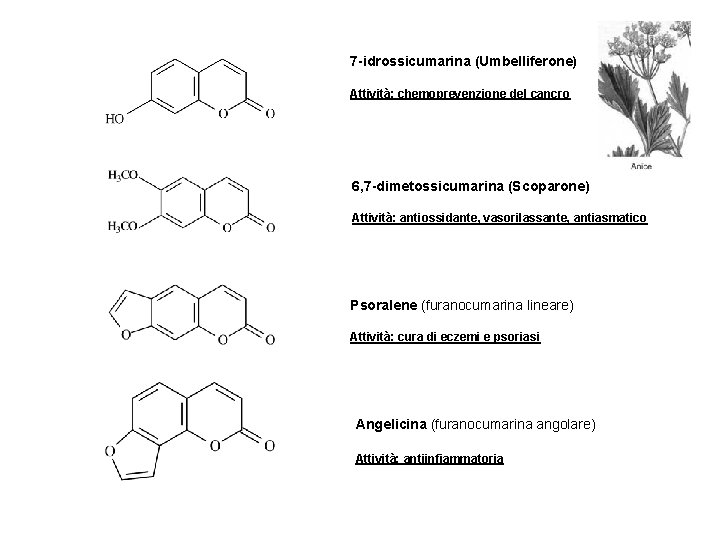 7 -idrossicumarina (Umbelliferone) Attività: chemoprevenzione del cancro 6, 7 -dimetossicumarina (Scoparone) Attività: antiossidante, vasorilassante,