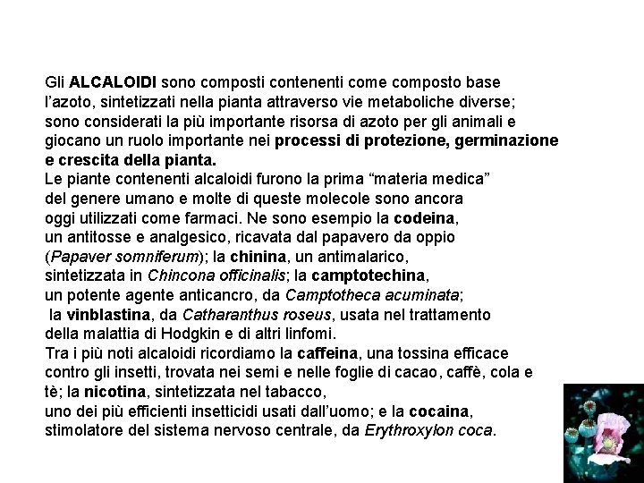 Gli ALCALOIDI sono composti contenenti come composto base l’azoto, sintetizzati nella pianta attraverso vie