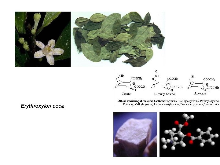 Erythroxylon coca 