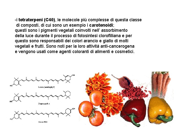 -i tetraterpeni (C 40), le molecole più complesse di questa classe di composti, di