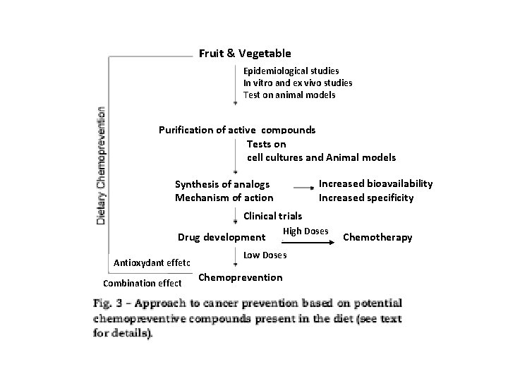 Fruit & Vegetable Epidemiological studies In vitro and ex vivo studies Test on animal