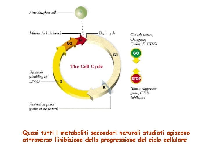 Quasi tutti i metaboliti secondari naturali studiati agiscono attraverso l’inibizione della progressione del ciclo