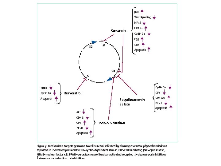 Curcumin Resveratrol Epigallocatechin gallate Indole-3 -carbinol 