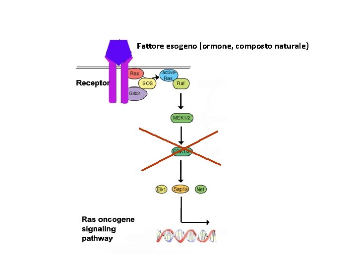 Fattore esogeno (ormone, composto naturale) 