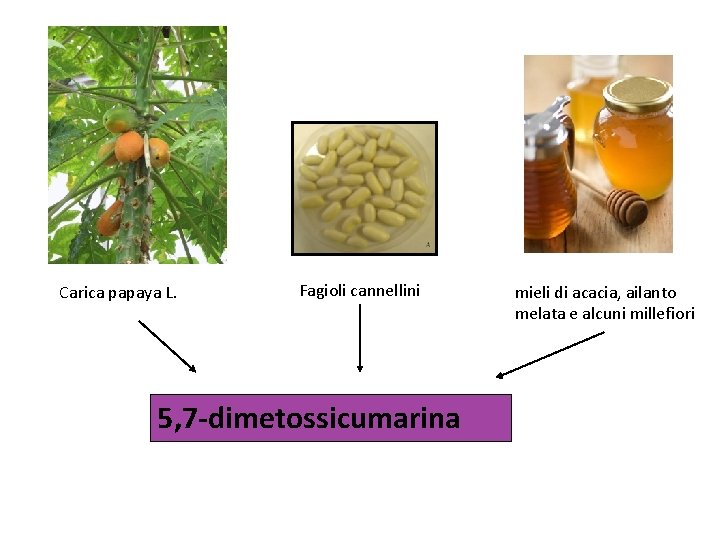 Carica papaya L. Fagioli cannellini 5, 7 -dimetossicumarina mieli di acacia, ailanto melata e