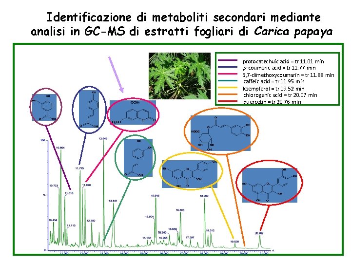 Identificazione di metaboliti secondari mediante analisi in GC-MS di estratti fogliari di Carica papaya