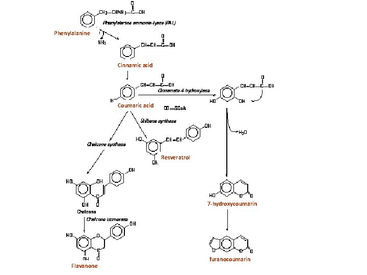 Phenylalanine Cinnamic acid Coumaric acid Resveratrol 7 -hydroxycoumarin Flavanone furanocoumarin 