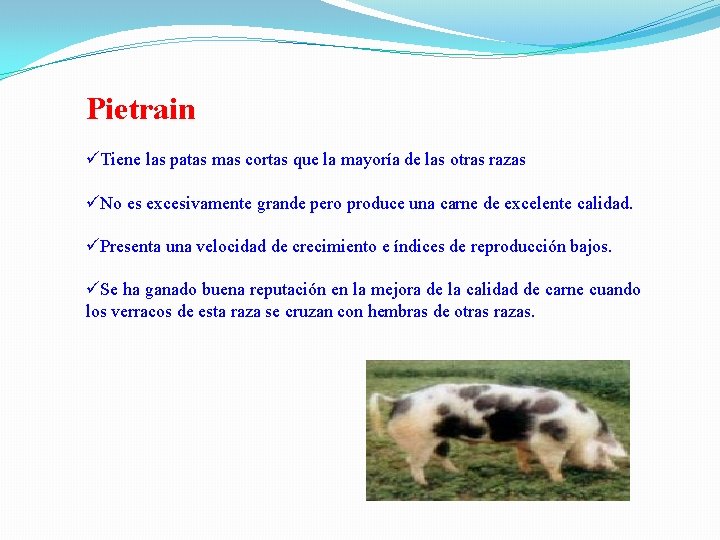 Pietrain Tiene las patas mas cortas que la mayoría de las otras razas No