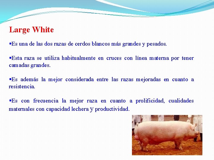 Large White §Es una de las dos razas de cerdos blancos más grandes y