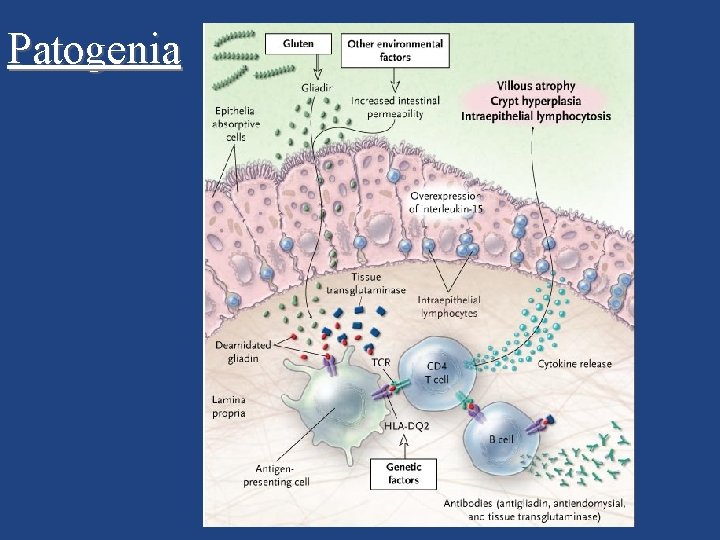 Patogenia 