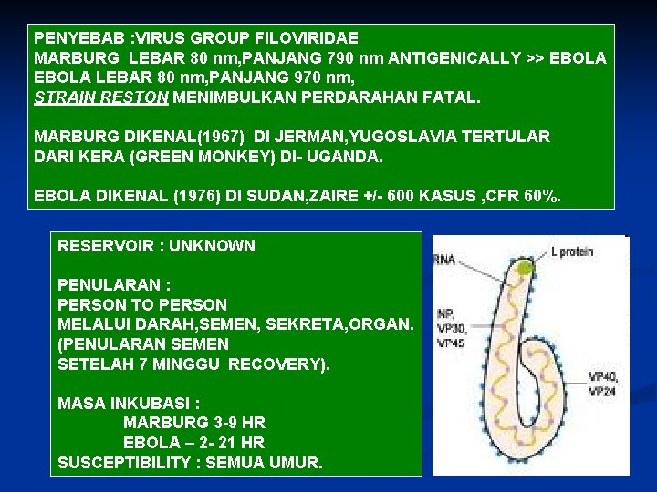 PENYEBAB : VIRUS GROUP FILOVIRIDAE MARBURG LEBAR 80 nm, PANJANG 790 nm ANTIGENICALLY >>