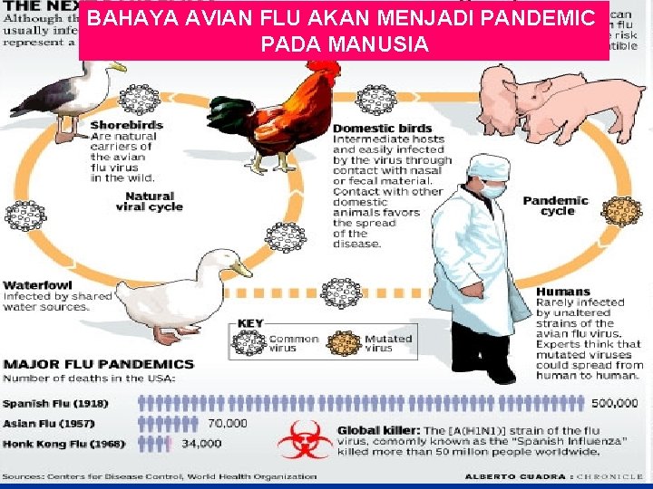 BAHAYA AVIAN FLU AKAN MENJADI PANDEMIC PADA MANUSIA 
