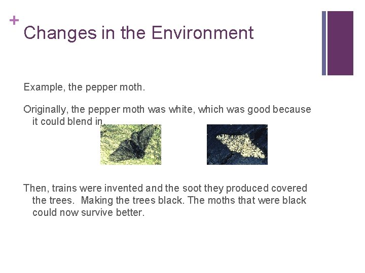 + Changes in the Environment Example, the pepper moth. Originally, the pepper moth was