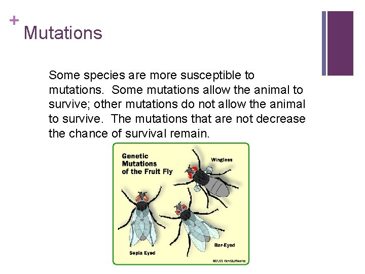 + Mutations Some species are more susceptible to mutations. Some mutations allow the animal