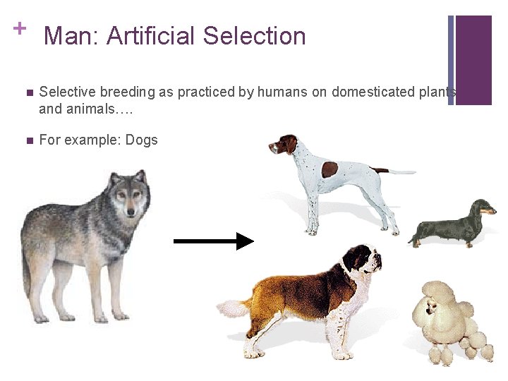 + Man: Artificial Selection n Selective breeding as practiced by humans on domesticated plants