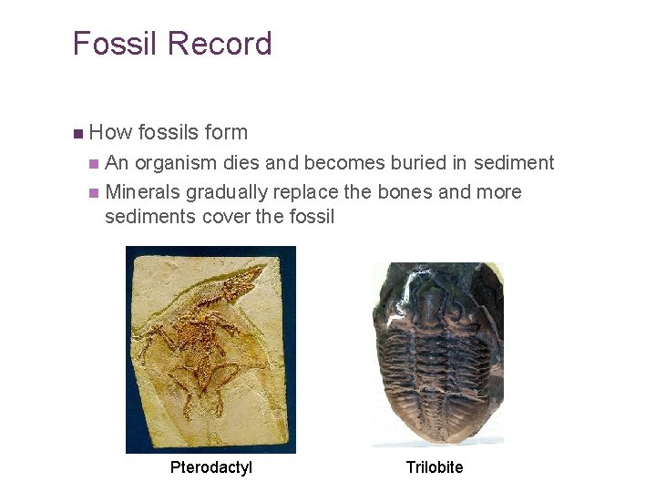 Fossil Record n How fossils form An organism dies and becomes buried in sediment