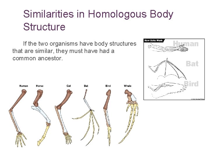 Similarities in Homologous Body Structure If the two organisms have body structures that are