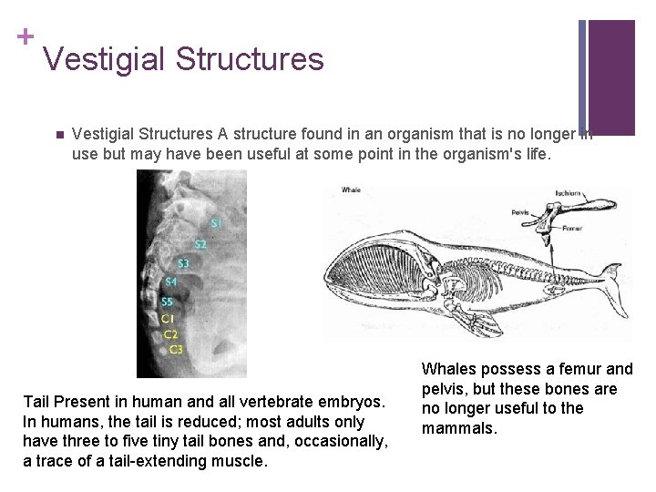 + Vestigial Structures n Vestigial Structures A structure found in an organism that is