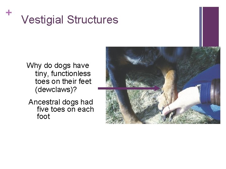 + Vestigial Structures Why do dogs have tiny, functionless toes on their feet (dewclaws)?