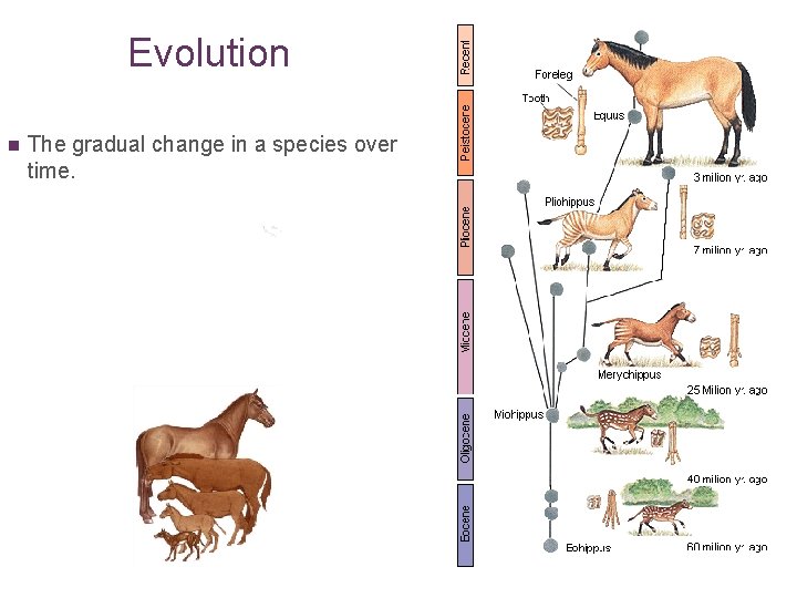 Evolution n The gradual change in a species over time. 
