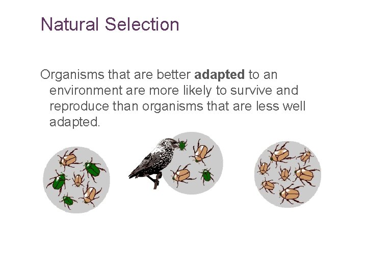 Natural Selection Organisms that are better adapted to an environment are more likely to