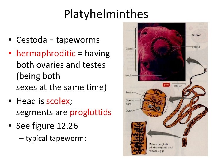 Platyhelminthes • Cestoda = tapeworms • hermaphroditic = having both ovaries and testes (being