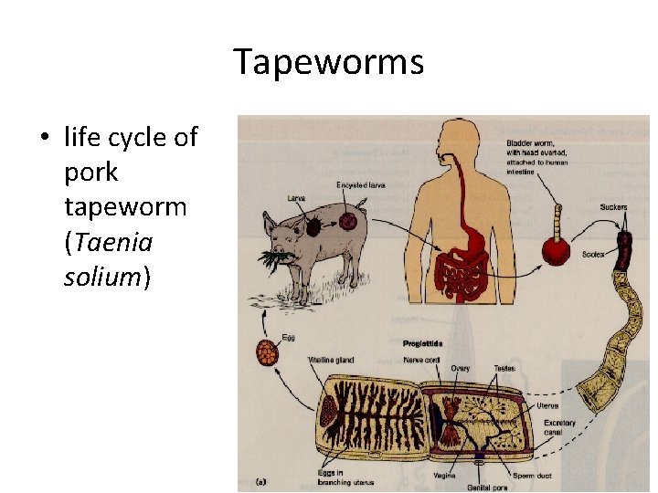 Tapeworms • life cycle of pork tapeworm (Taenia solium) 