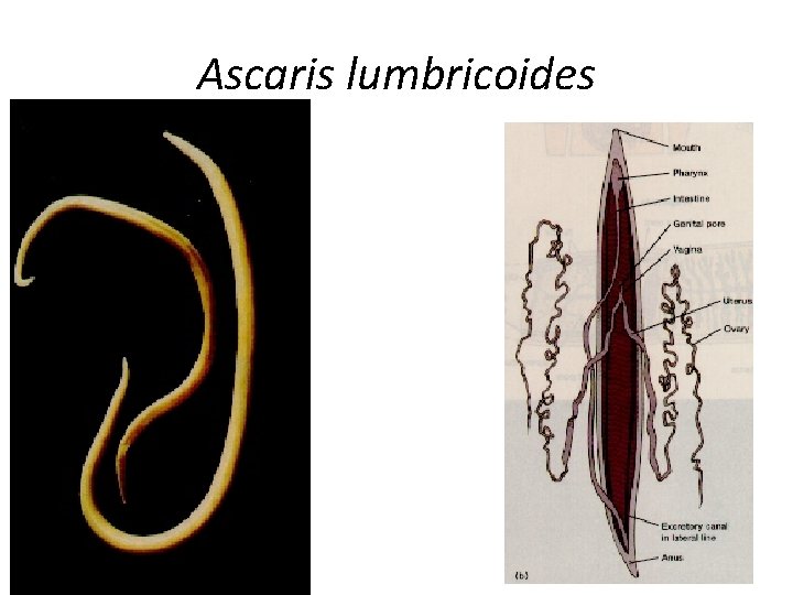 Ascaris lumbricoides 