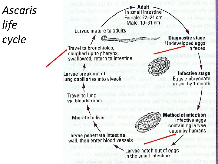 Ascaris life cycle 
