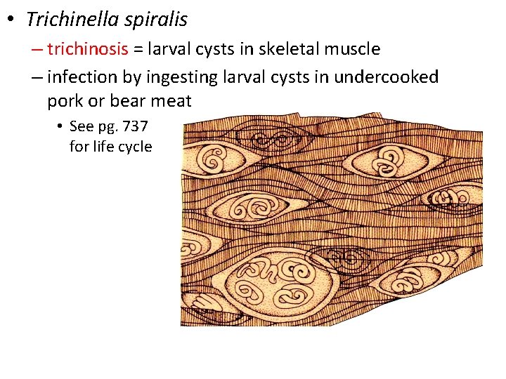  • Trichinella spiralis – trichinosis = larval cysts in skeletal muscle – infection