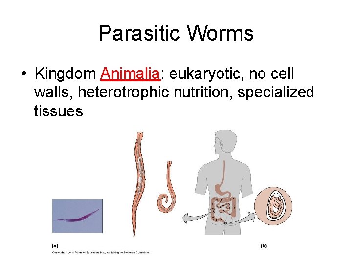 Parasitic Worms • Kingdom Animalia: eukaryotic, no cell walls, heterotrophic nutrition, specialized tissues 