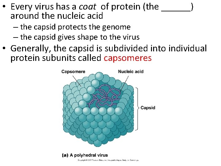  • Every virus has a coat of protein (the ______) around the nucleic