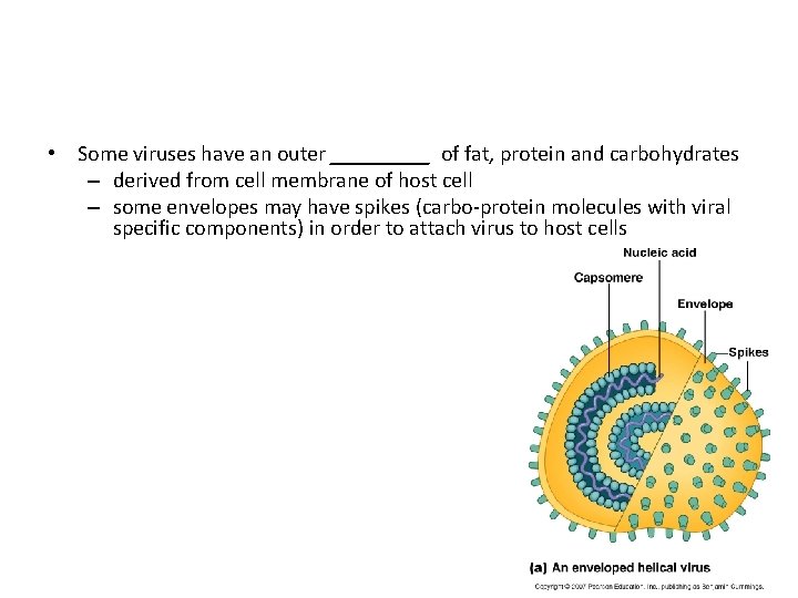  • Some viruses have an outer _____ of fat, protein and carbohydrates –